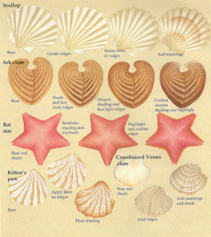 How to draw a starfish and clams.