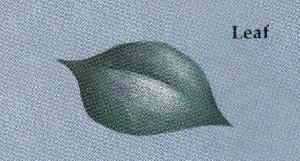 color worksheet leaf