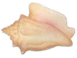 Conch shell painting.