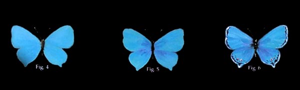 Blue butterflies