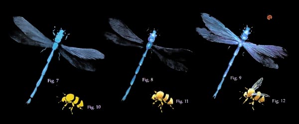 Painting bees and dragonflies