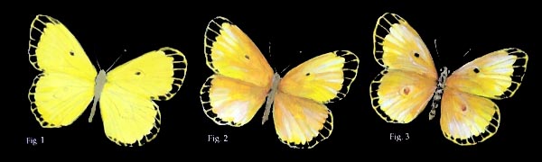 Yellow butterflies