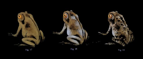 Painting toads
