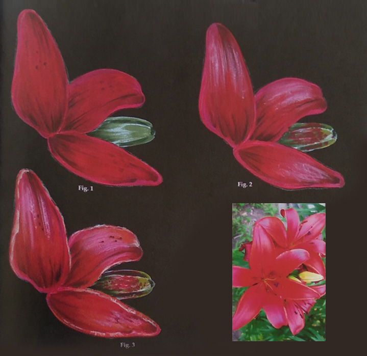 Lilies - Color Worksheet