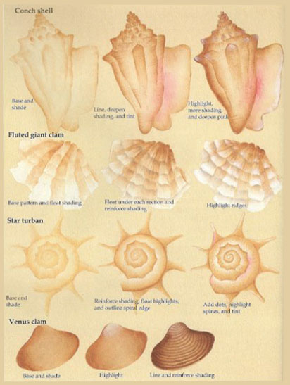 How to draw shells and clams.